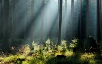 Luz solar filtrando através de uma floresta de coníferas temperada