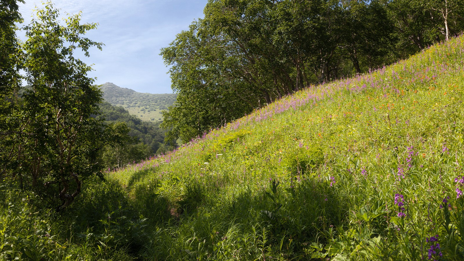 Uma colina gramada panorâmica com flores silvestres e árvores em um dia ensolarado (vegetação, natureza, reserva natural, grama, prado)