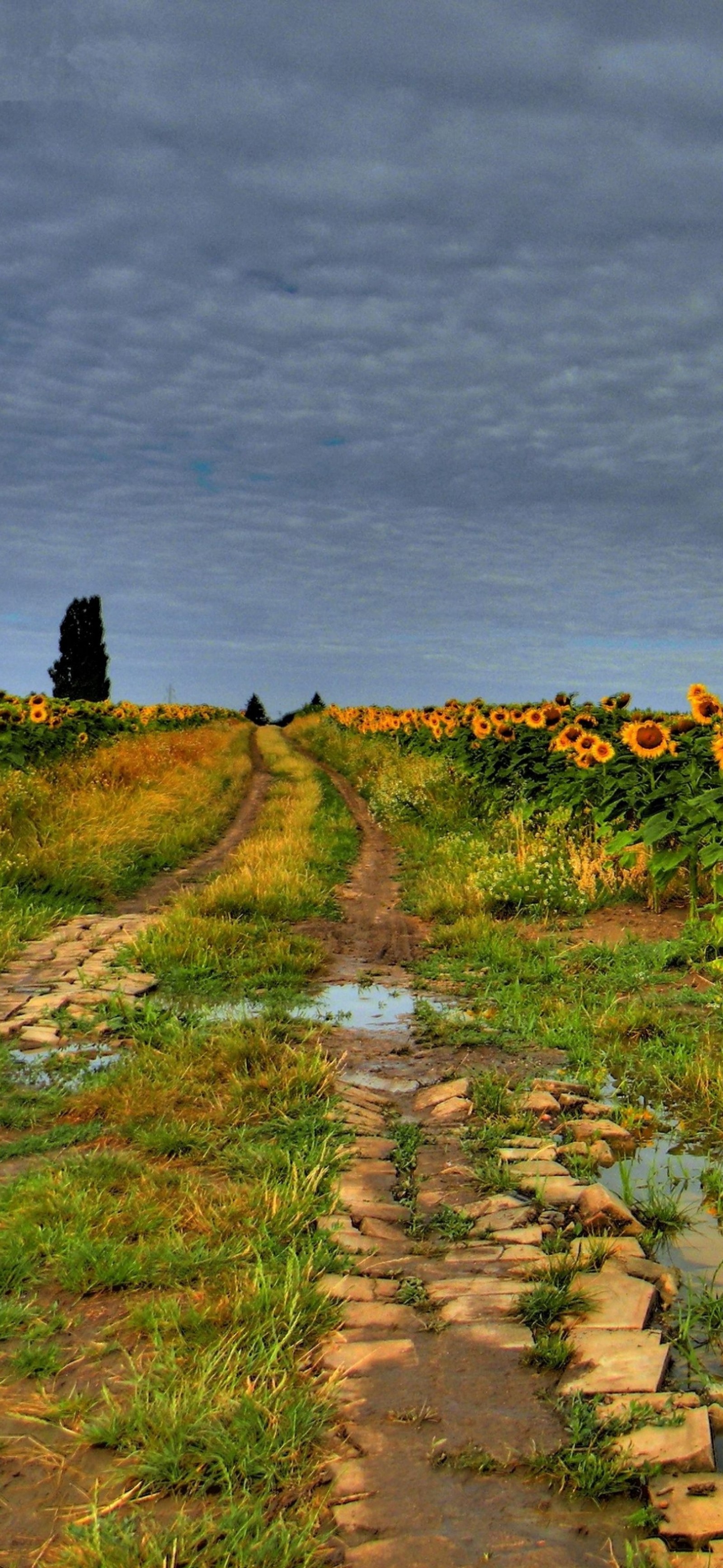 Hay un camino de tierra que tiene un campo de girasoles (dibujo, nube, flor, planta, paisaje natural)