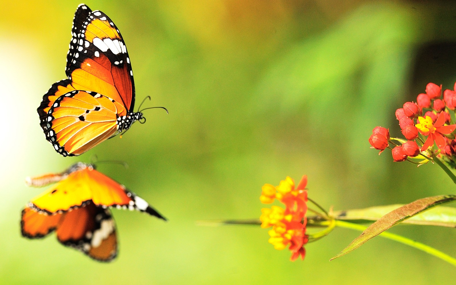 Lade insekt, monarchfalter, schmetterling, motten und schmetterlinge, wirbellose Hintergrund herunter