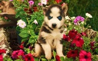 Adorável filhote de Malamute do Alasca cercado por flores vibrantes