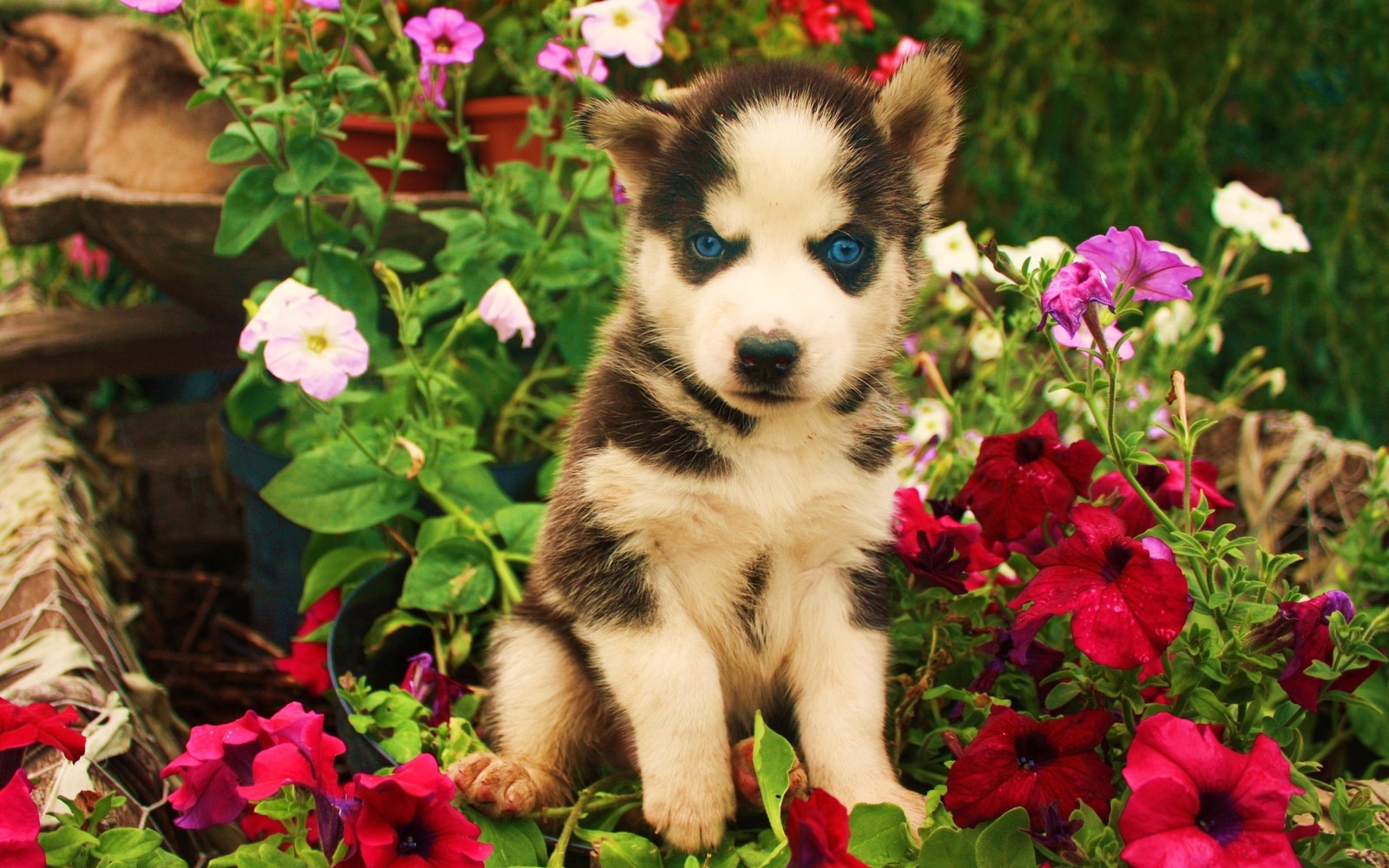 Um filhote sentado em um canteiro de flores com flores ao fundo (filhote, fofura, raça de cachorro, malamute do alasca, vertebrado)