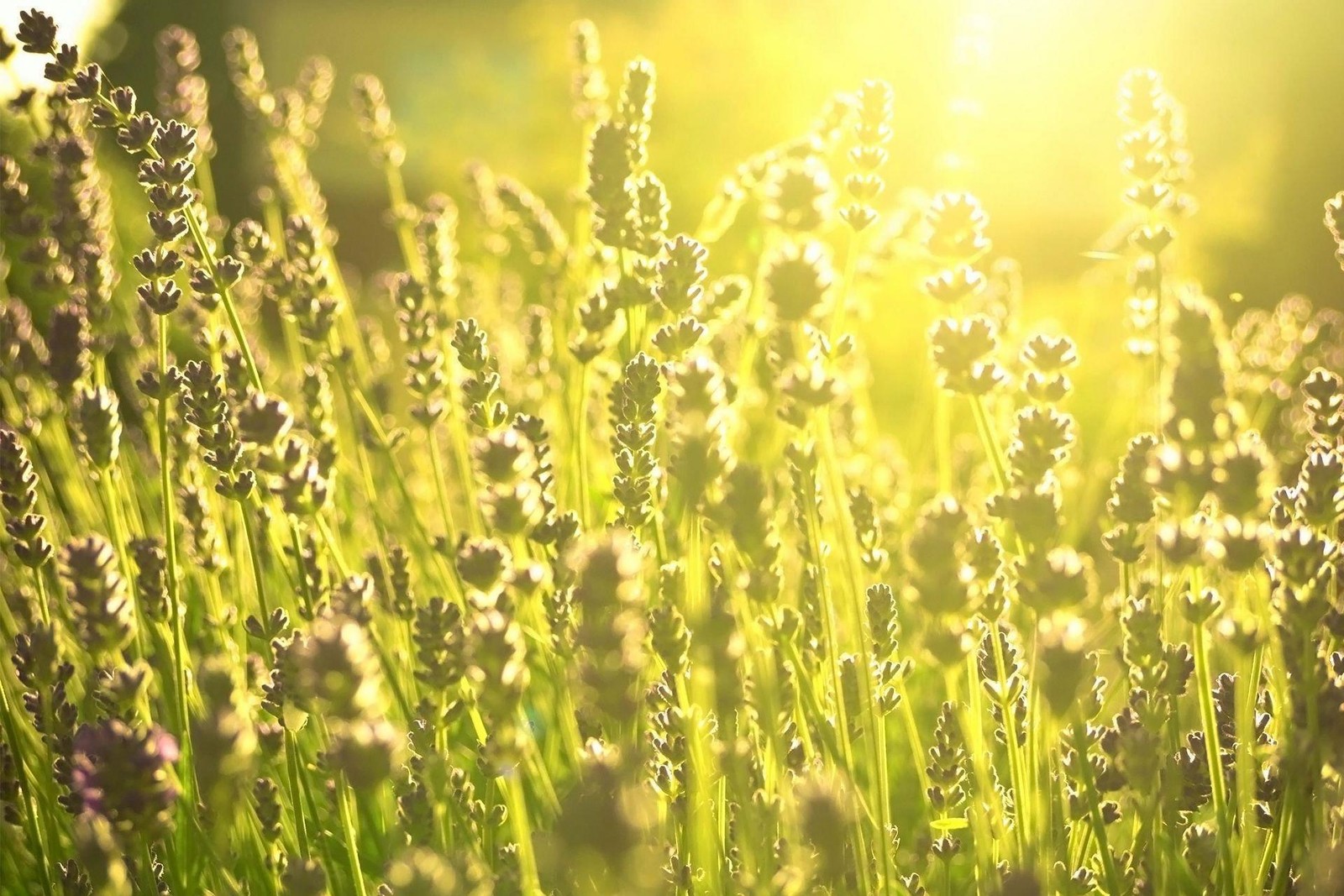 sunlight, grass, meadow, grass family, crop wallpaper