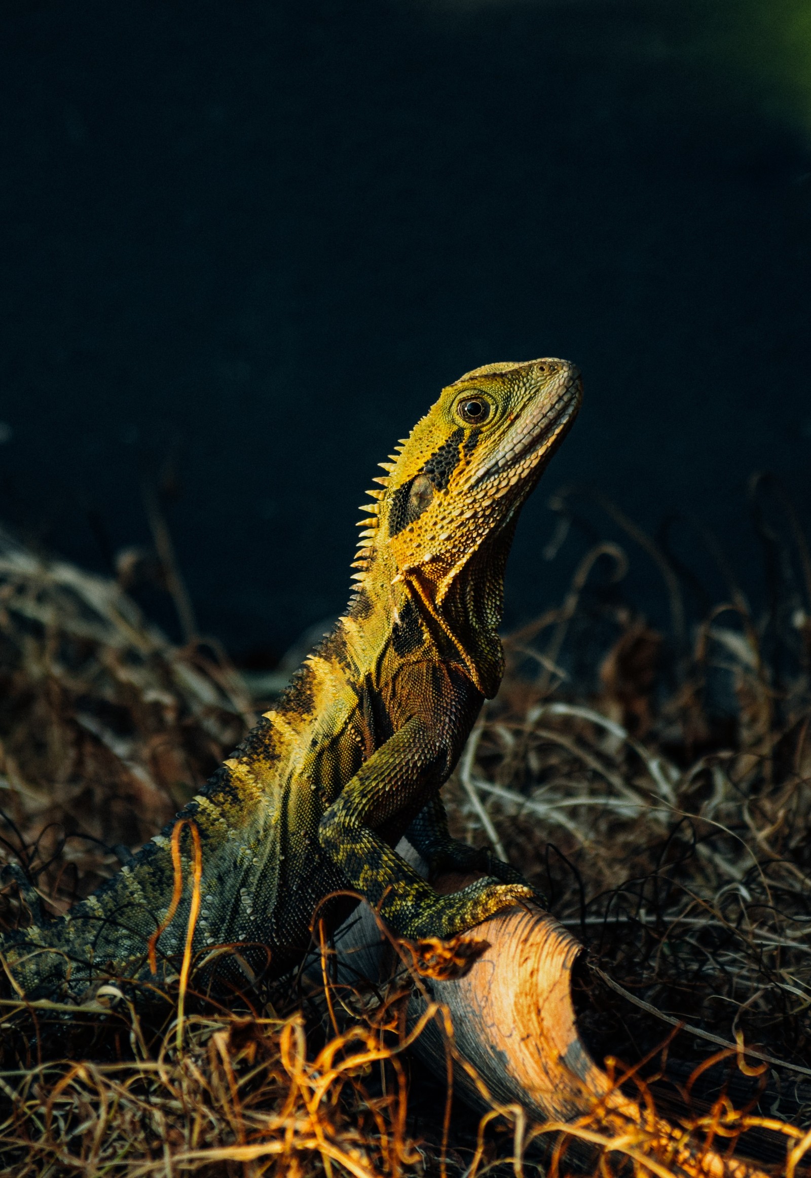 Il y a un lézard assis sur le sol (caméléons, iguane, iguana, faune, design)