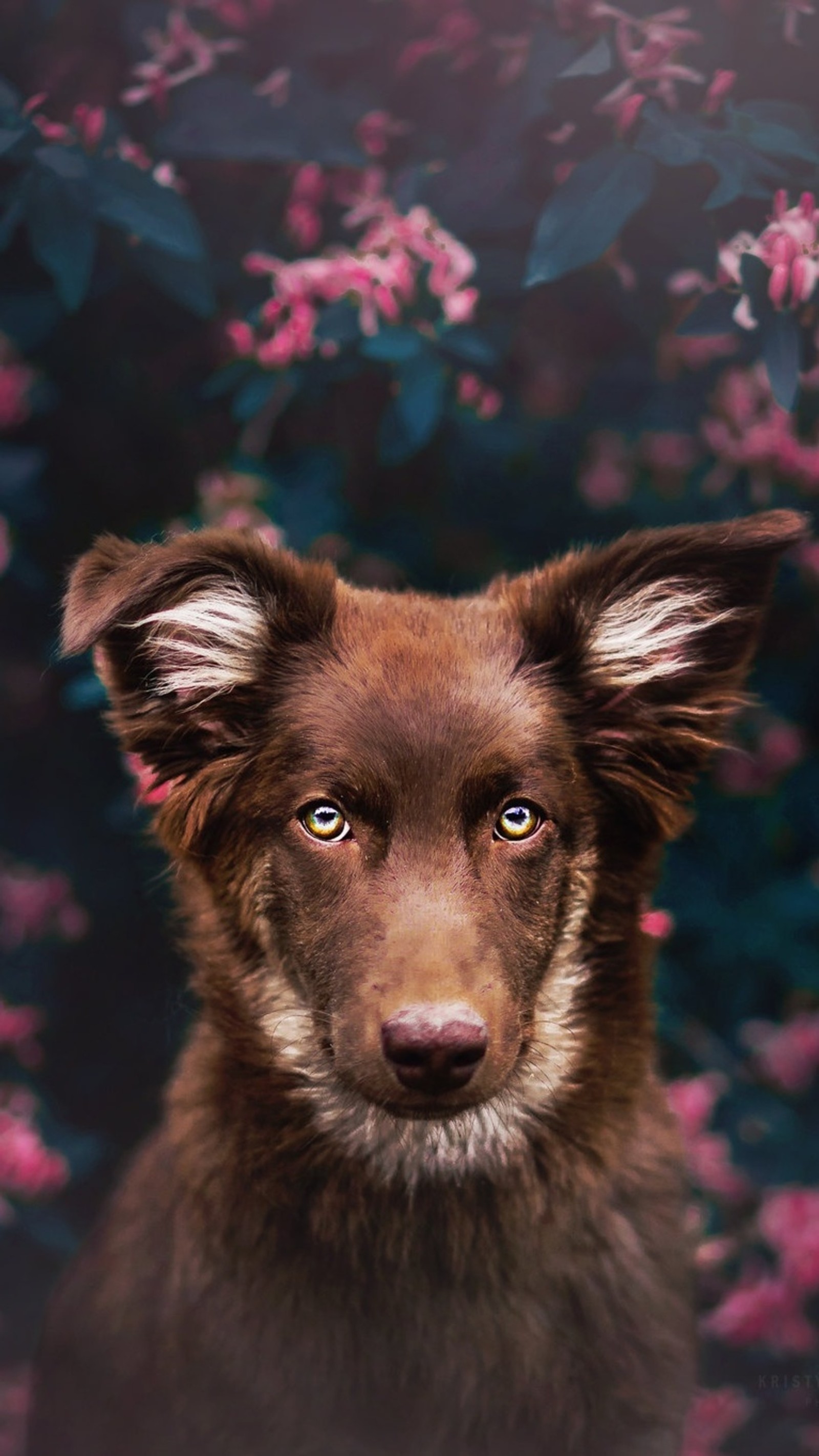 There is a brown dog with white ears and a pink flower (dog, french bulldog, samoyed, puppy, bulldog)