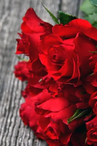 rosas de jardim, flor, rosa, vermelho, planta com flores