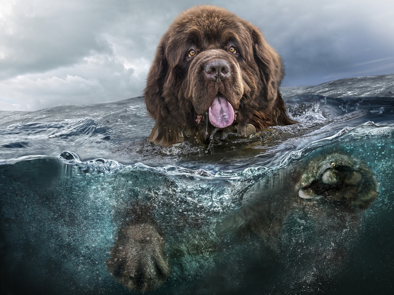 Baixar papel de parede nova escócia, newfoundland, filhote, raça de cachorro, cães de raça