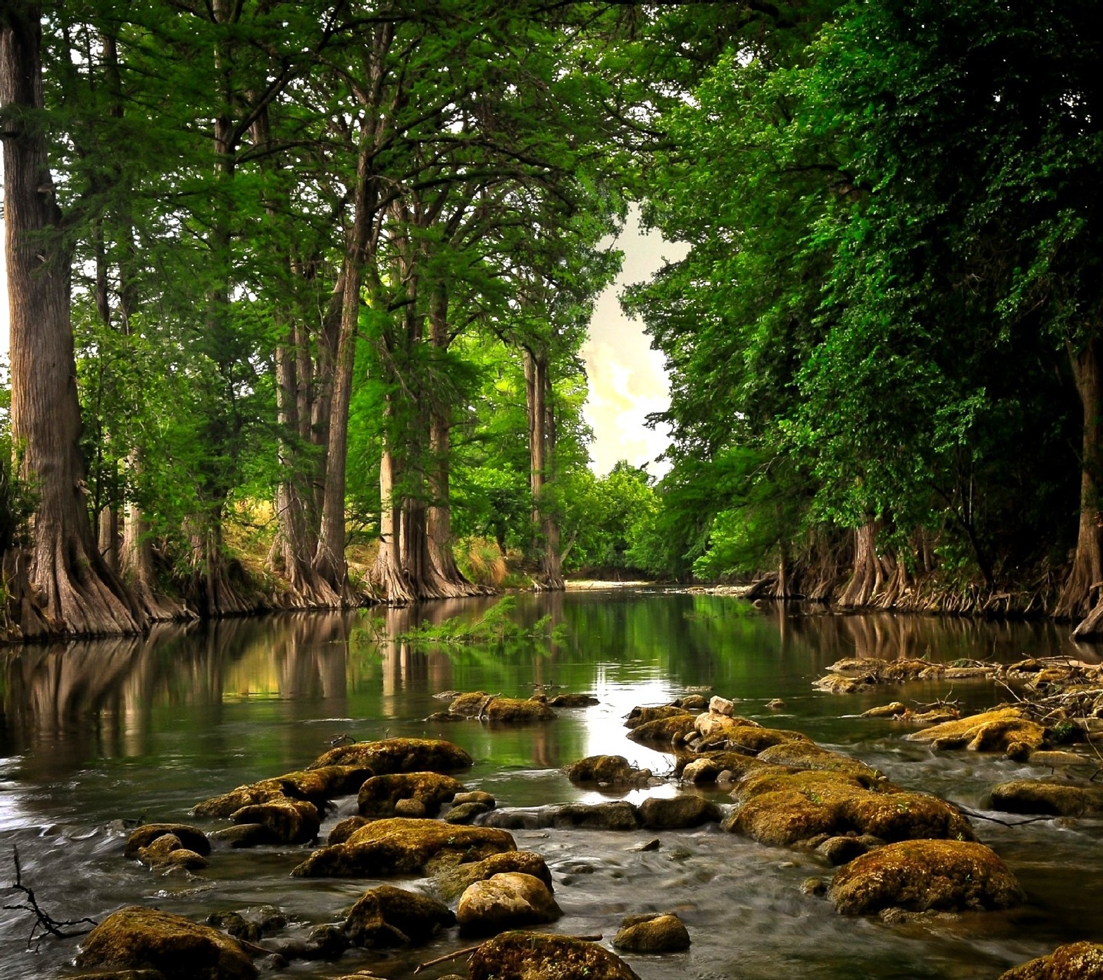 Trees and rocks in a river surrounded by green trees (nature)