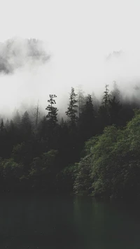 Misty Forest Landscape Reflection on Water - 2017