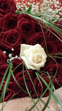 A stunning bouquet of deep red roses accented with a single white rose and delicate greenery.