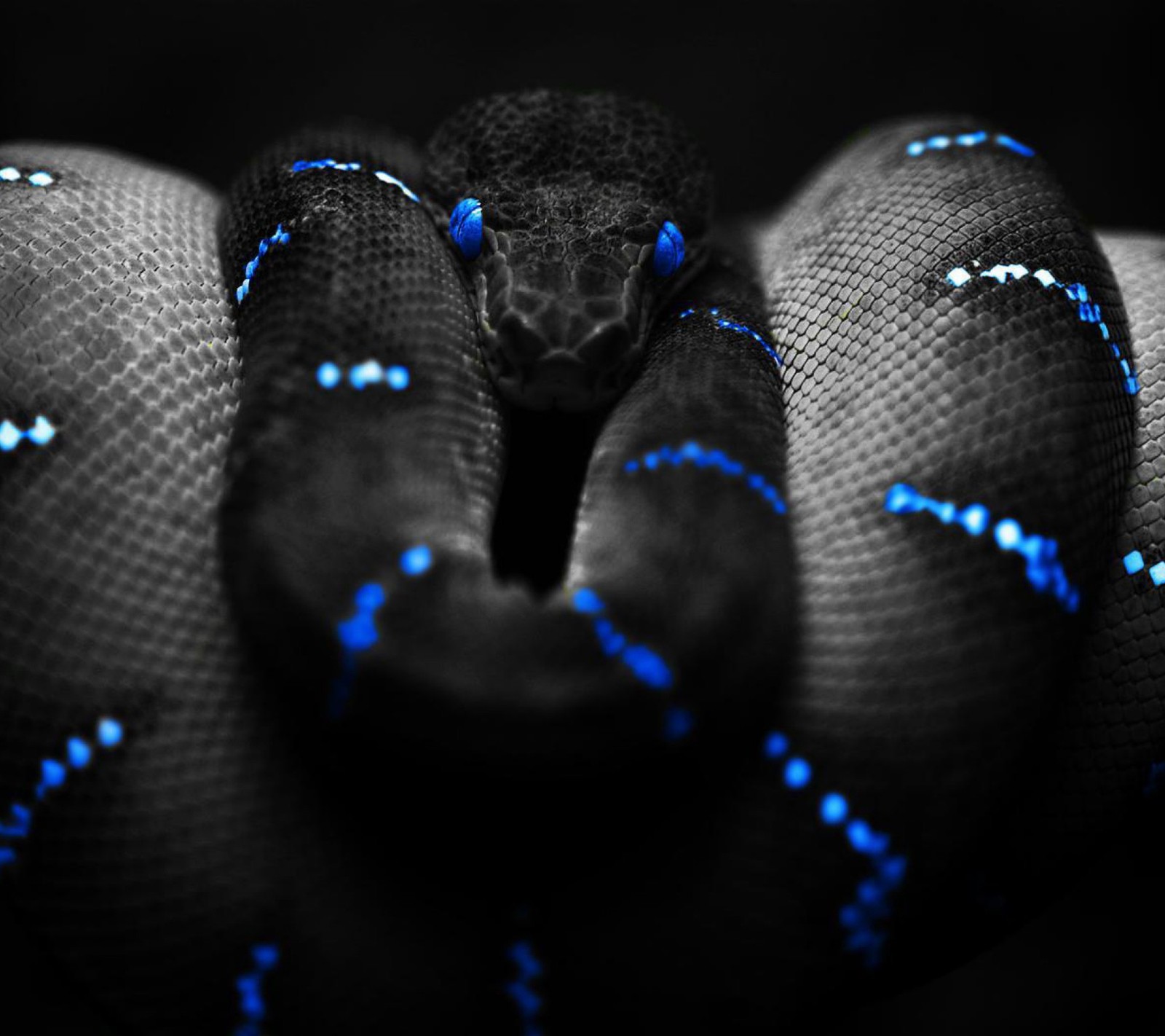 A close up of a snake with blue lights on its skin (animal, reptile, serpent, snake)