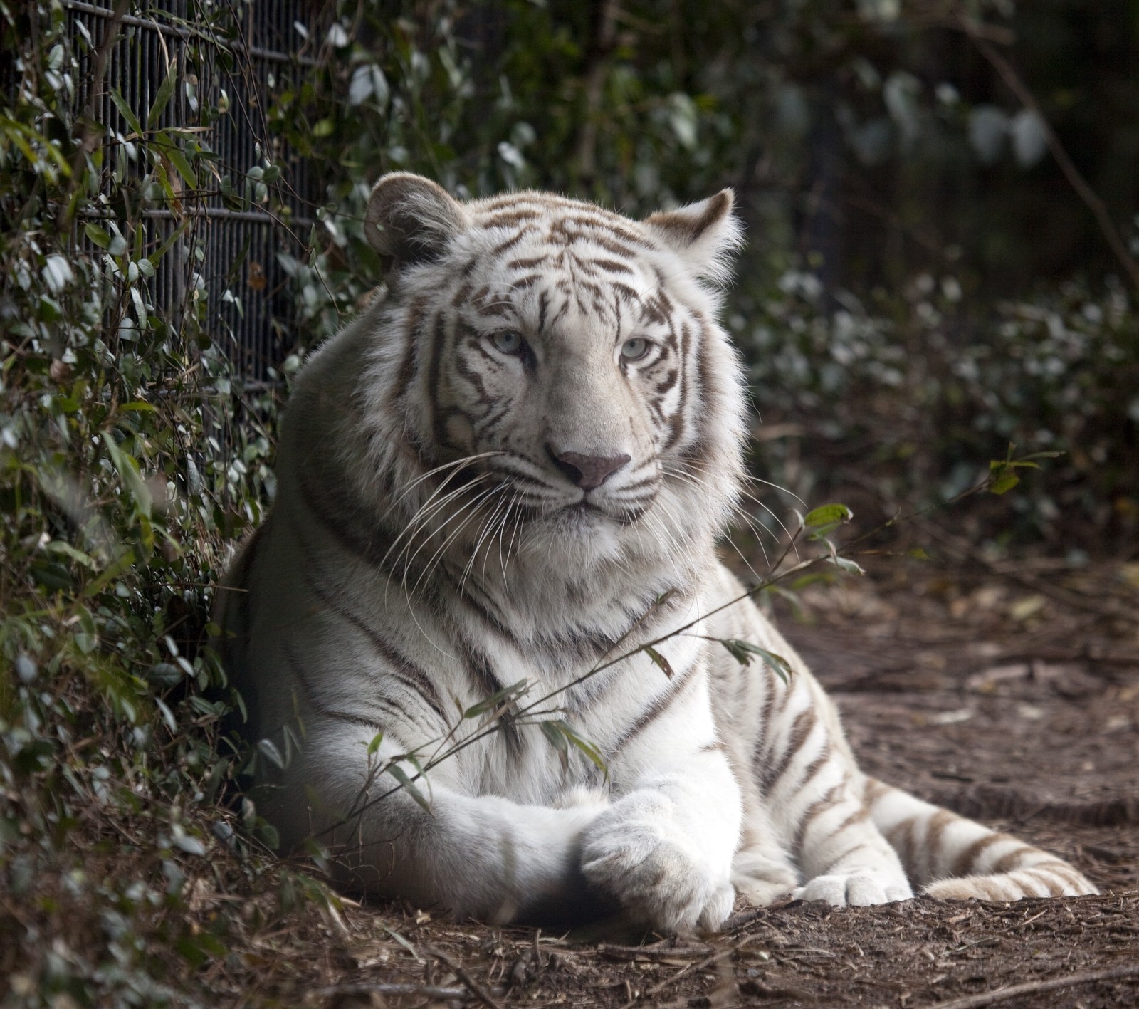 Há um tigre branco deitado na terra (animal, natureza, predador, tigre, branco)