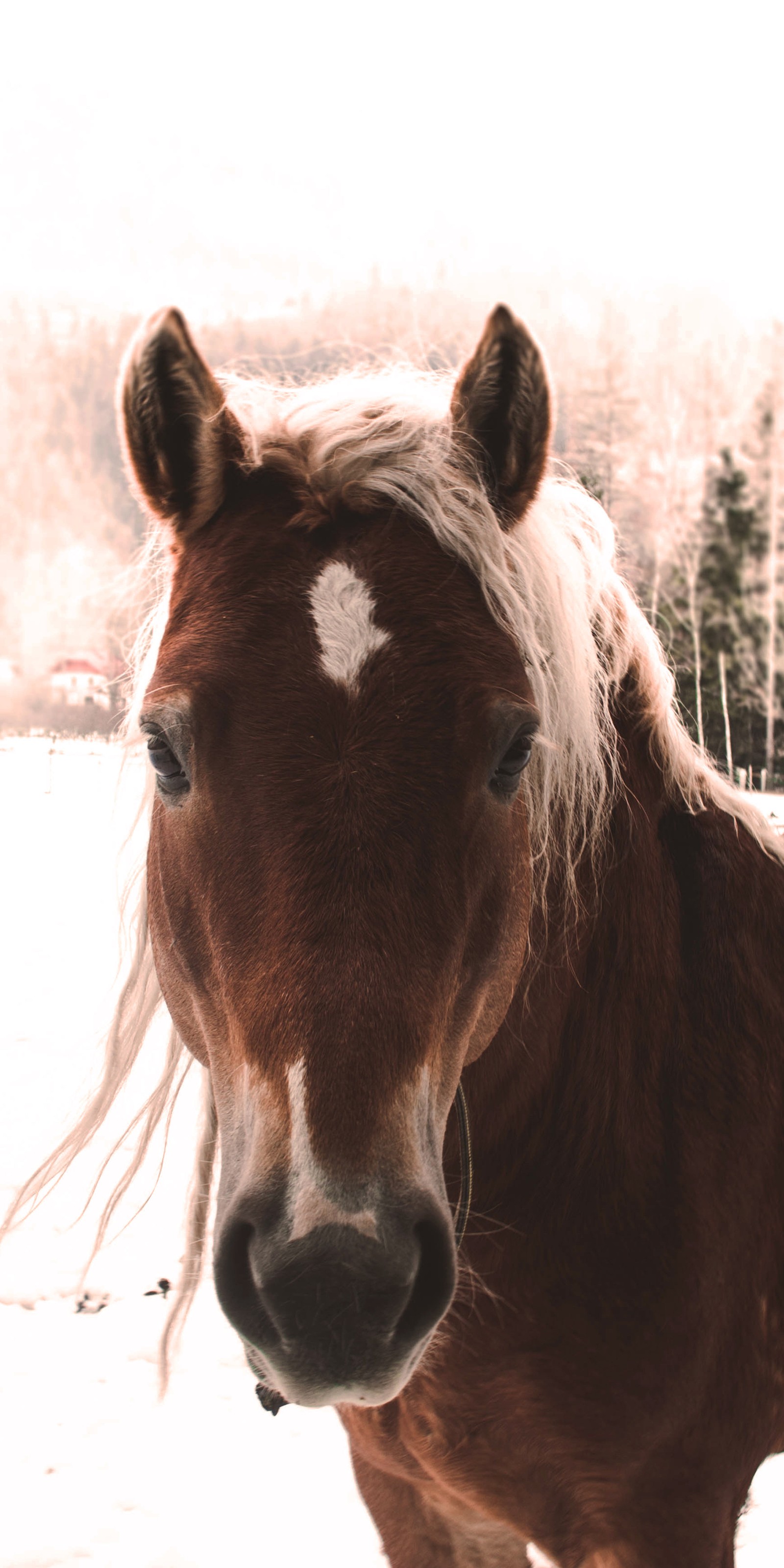 Descargar fondo de pantalla animal, caballo