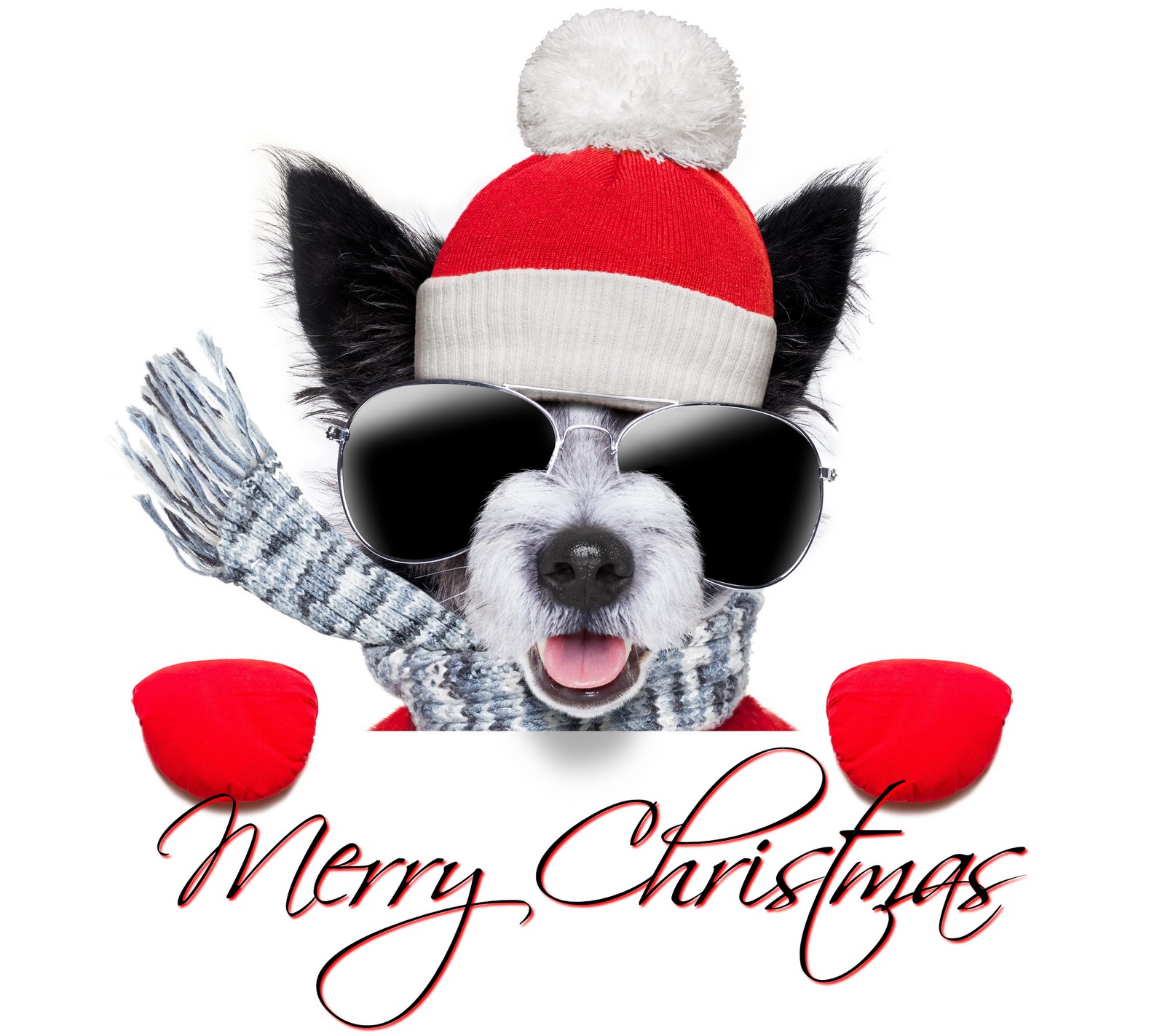 Скачать обои фон, christmas dog glasses, cute cool