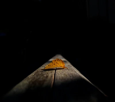 Lonely Dry Leaf on a Dimly Lit Surface