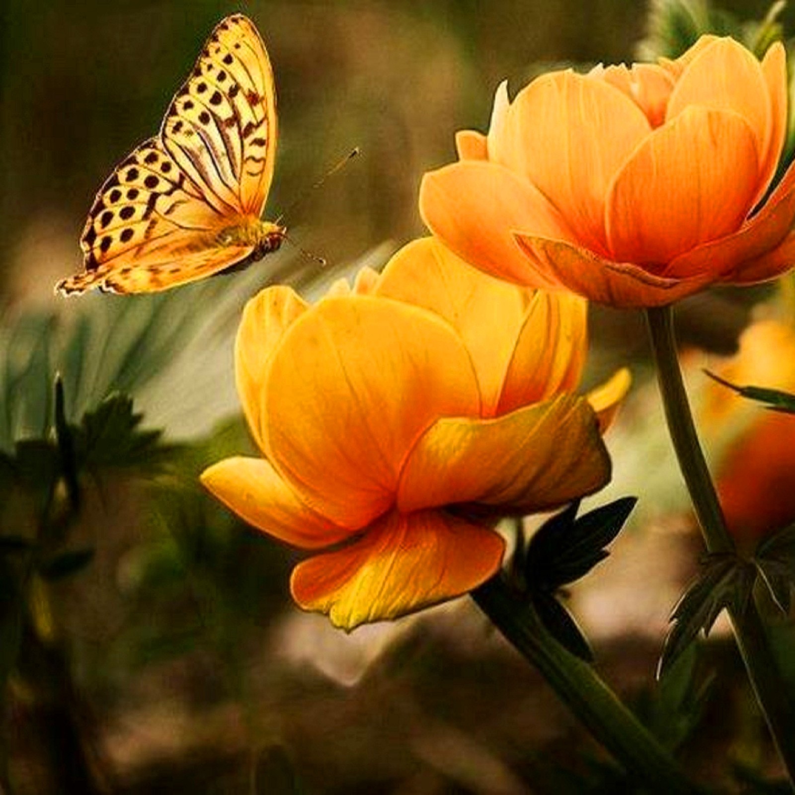 Uma borboleta voando sobre algumas flores (borboleta, flores)