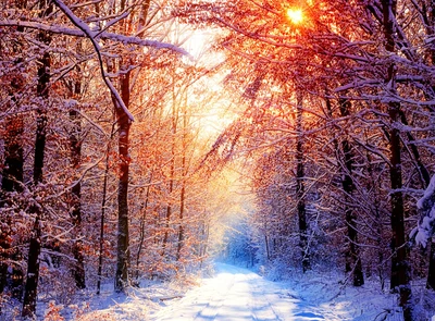 colourful, forest, road, sunset, winter