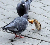 A sparrow bravely confronts a pigeon for a piece of food on the pavement.