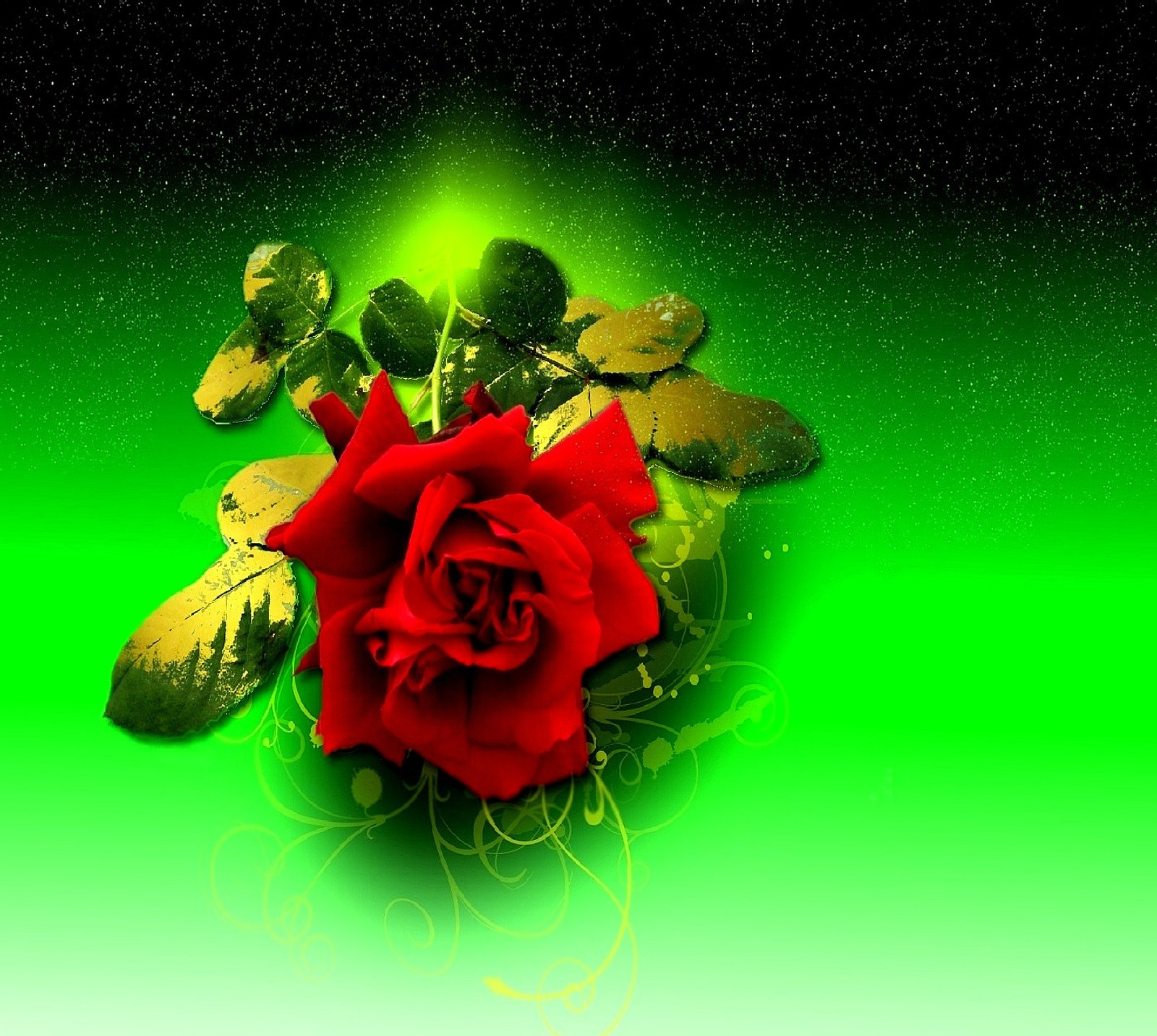 A close up of a red rose with green leaves on a green background (rose)