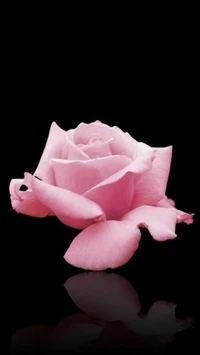 flower, nature, pink, rose wallpaper