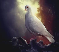 Majestic White Pigeon Against a Dramatic Background