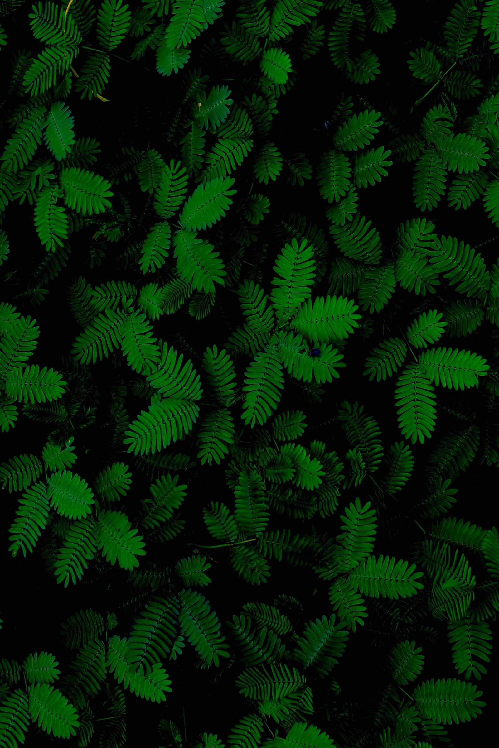 A close up of a bunch of green leaves on a black background (abej, beograd, foliage, green, plant)