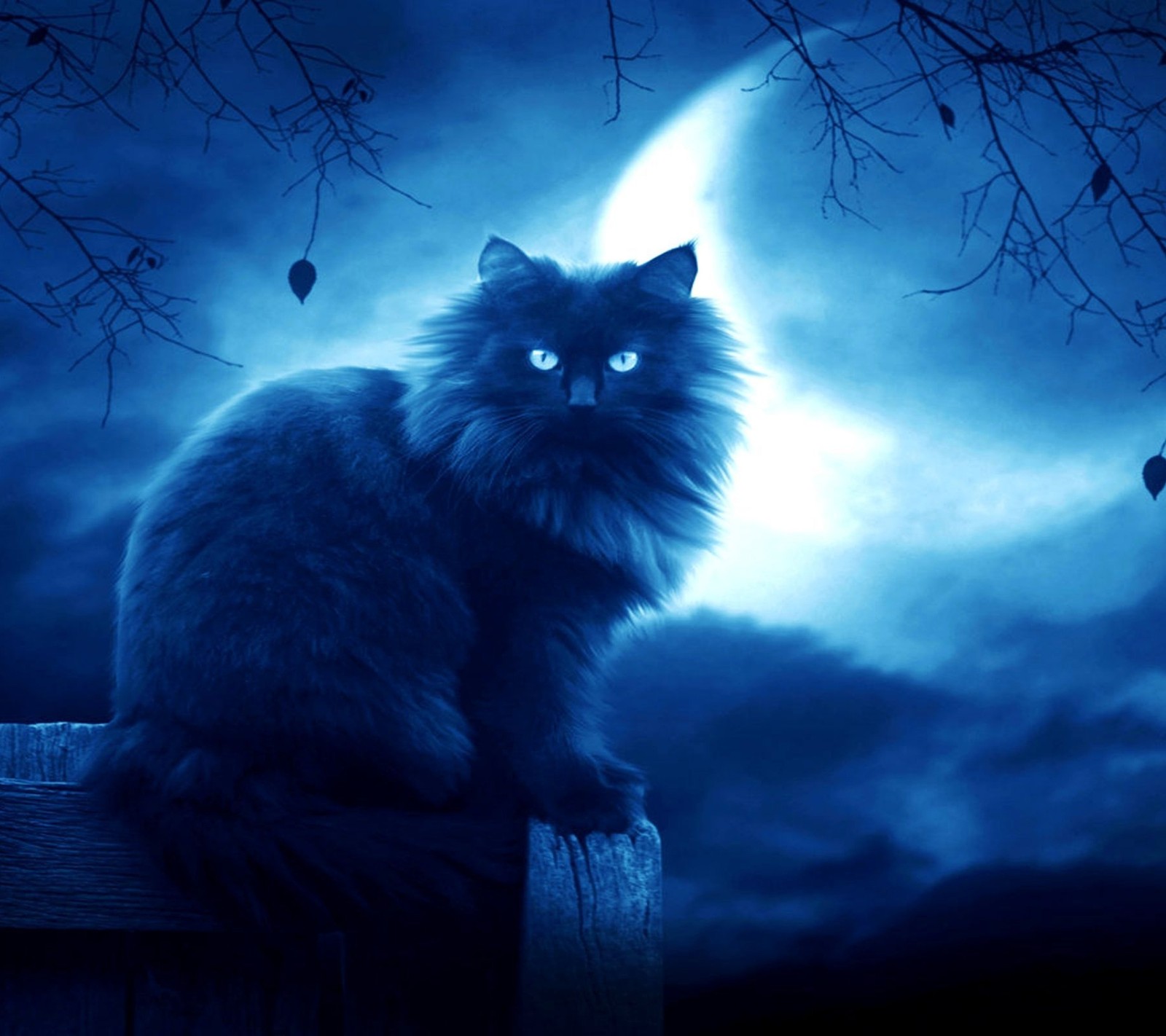 animal, cat, dark, eerie, evening wallpaper