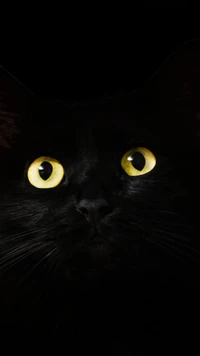 preto, gato, olhos