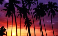 sunset, tree, palm tree, afterglow, dusk