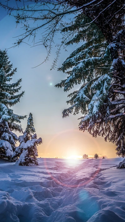 Nascer do sol de inverno através de árvores cobertas de neve