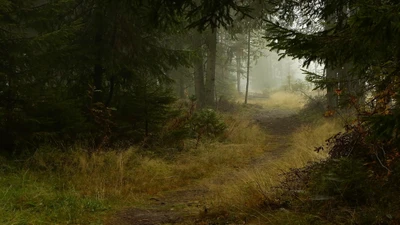 Caminho neblinoso através da floresta antiga