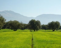 Lush Green Pasture with Olive Trees and Mountain Backdrop