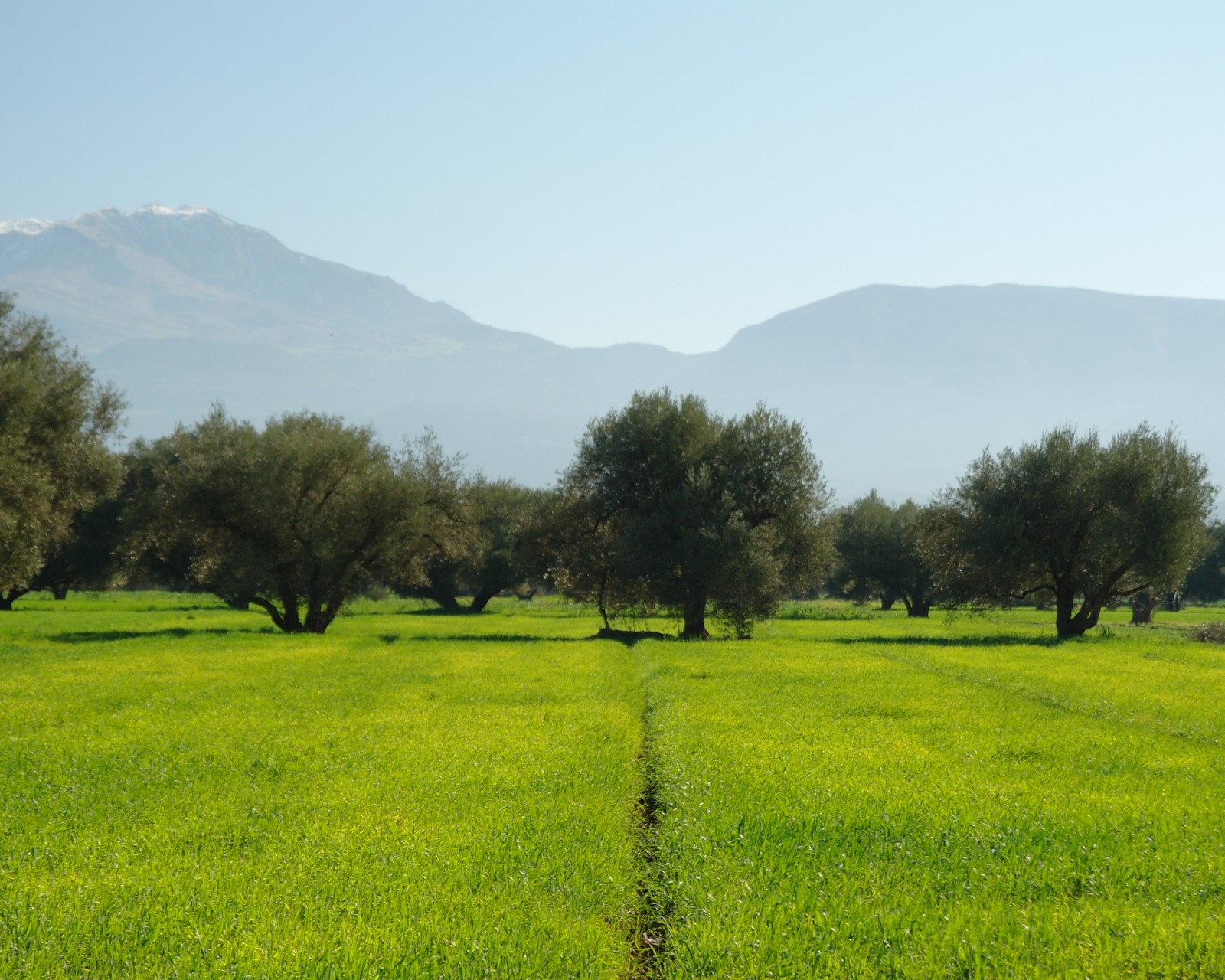 Árvores em um campo com montanhas ao fundo (pradaria, pastagem, campo, prado, planície)