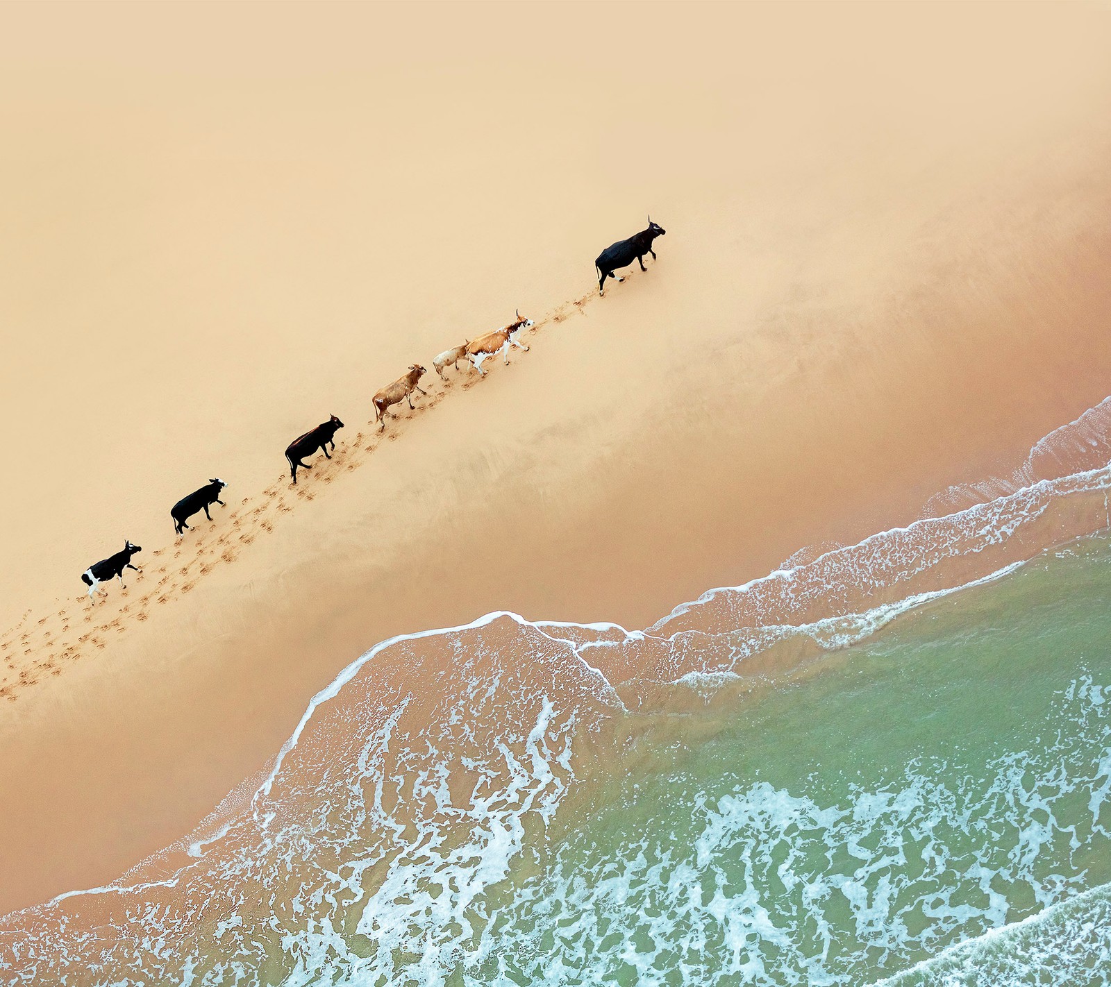 Jirafas caminando por la playa de espaldas al agua (android, android oreo, google, teléfono inteligente, océano)