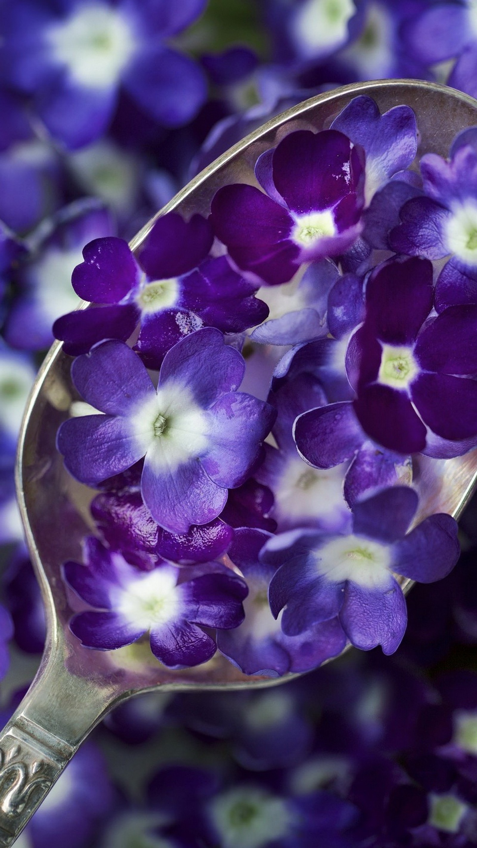 Flores roxas em uma colher com um centro branco (flor, azul, roxo, branco, colorido)