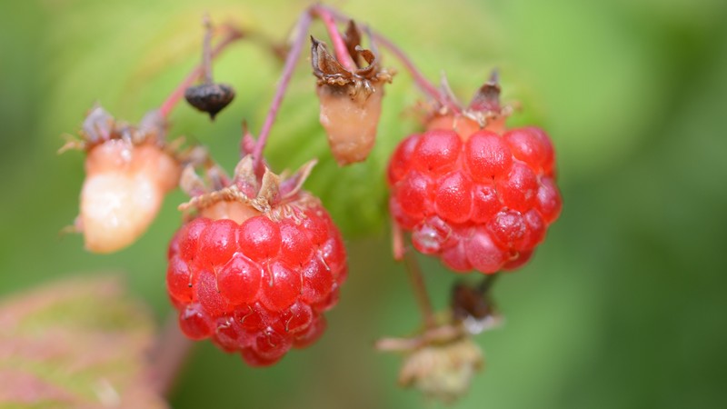 Две малины на ветке растения (фрукт, макросъемка, логанберри, loganberry, еда)