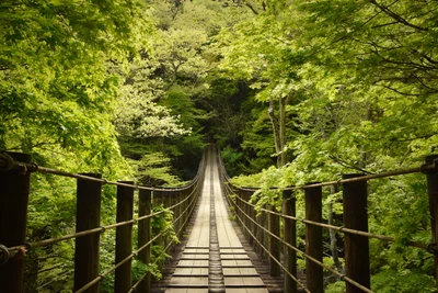 hananuki gorge, япония, живописное место, подвесной мост, густой лес