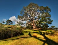 branch, tree, nature, woody plant, light wallpaper