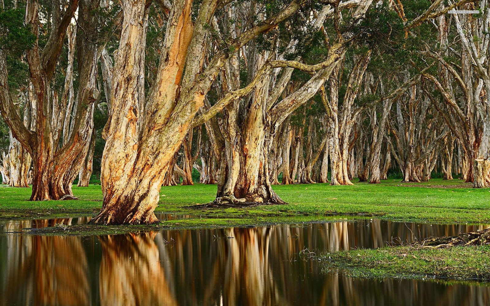 tree, bayou, reflection, nature reserve, oil wallpaper