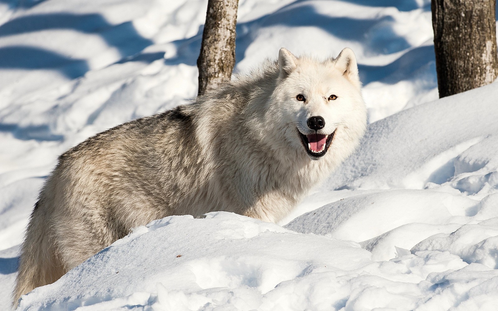 Um lobo em pé na neve perto de algumas árvores (cão da groenândia, congelamento, neve, mamífero semelhante a cão, cão esquimó canadense)