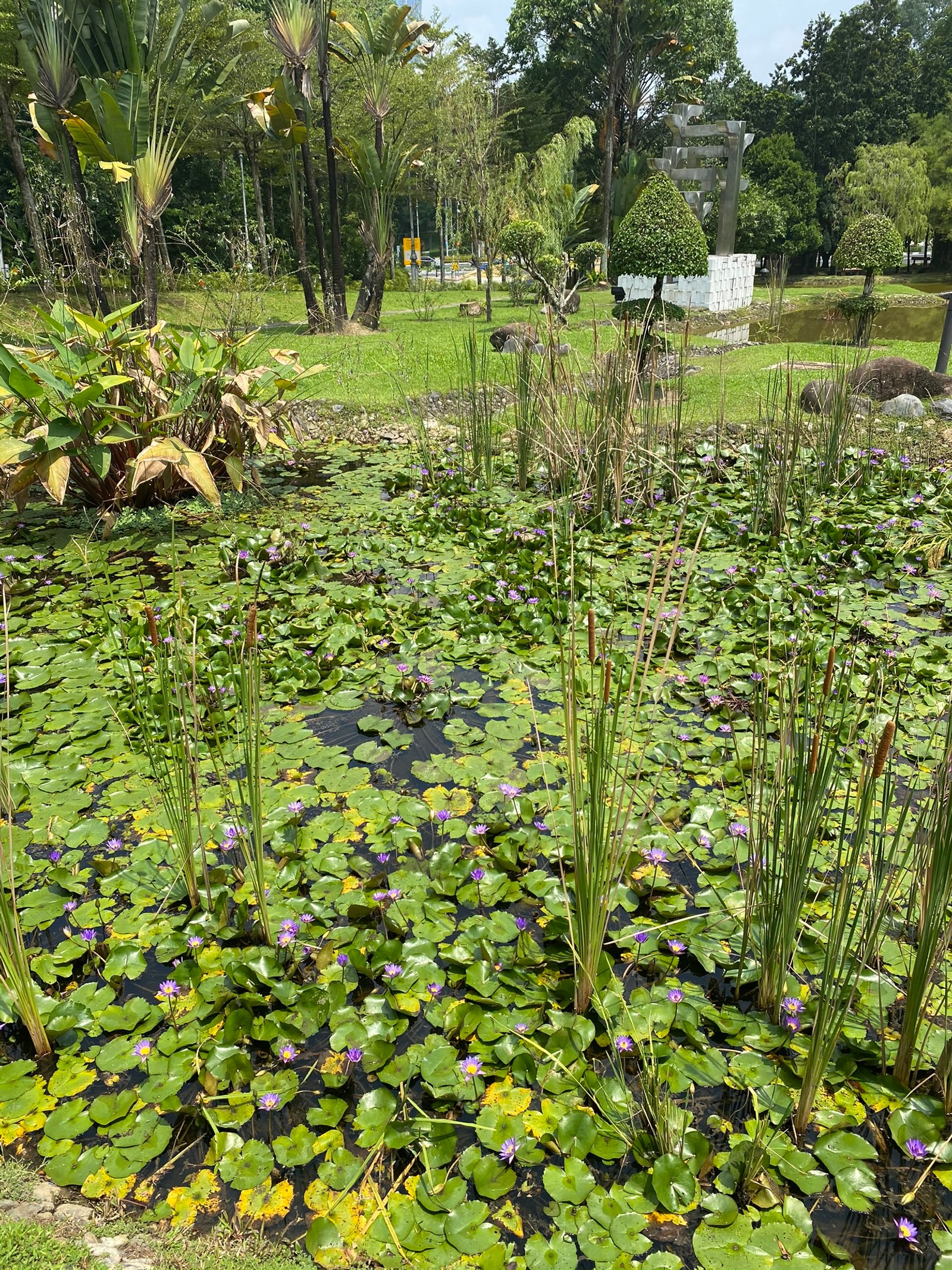 There is a pond with many plants and water lilies in it (vegetation, water, wetland, botanical garden, biome)