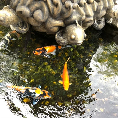 Koi Fish Swimming Amidst a Decorative Pond Sculpture