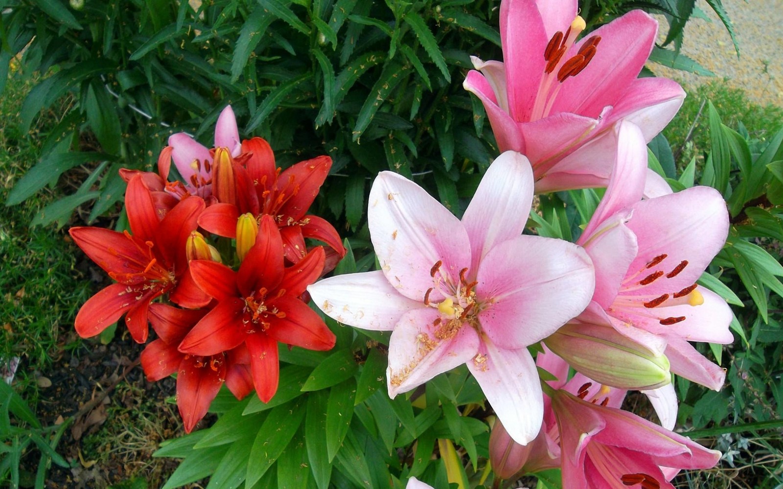 Téléchargez le fond d'écran jardin, plante à fleurs, plante, pétale, famille des lys