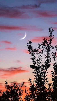 Lune croissante sur le feuillage silhouetté au crépuscule