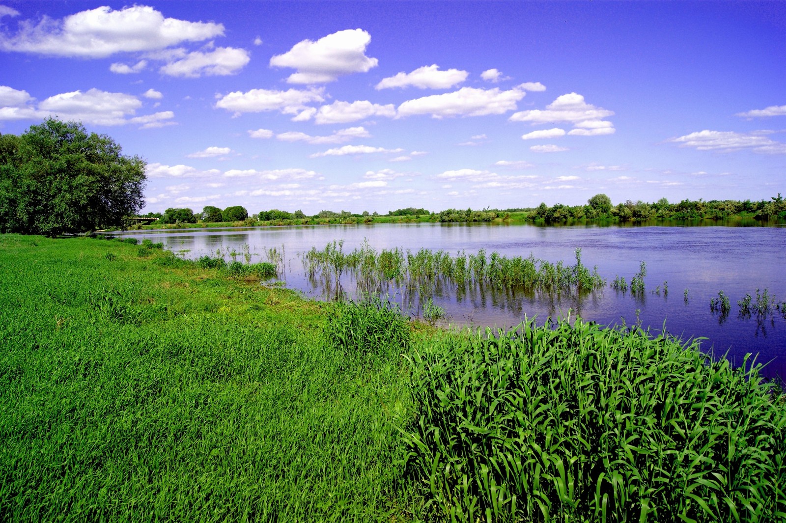 Uma vista de um lago com algumas árvores e grama em primeiro plano (natureza, vegetação, água, reserva natural, recursos hídricos)