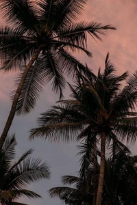 Silhouetted Palm Trees Against a Colorful Sky