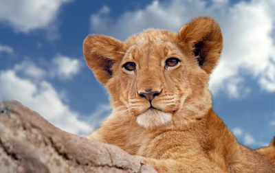 Majestic Masai Lion Cub in the Wilderness