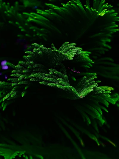 Vibrant Green Plant Close-Up Against Dark Background