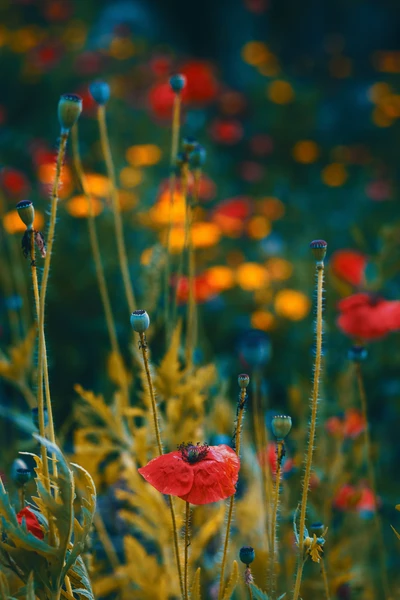 Vibrantes flores silvestres de coquelicot rojas en medio de un sereno prado de tonos turquesa y dorados.