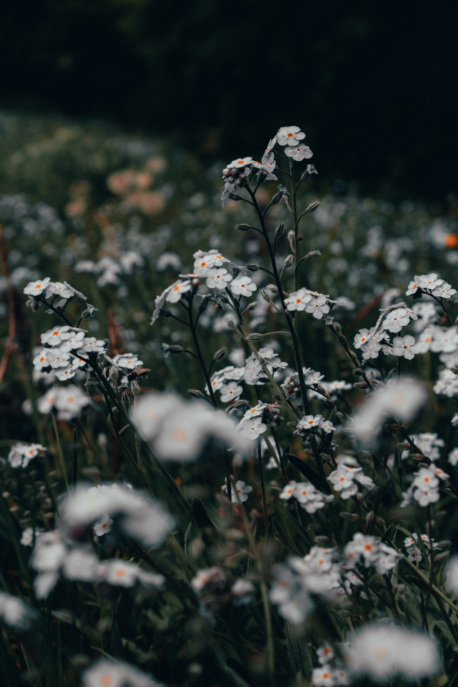 Un primer plano de un campo de flores blancas con un fondo oscuro (flor, flor silvestre, tallo de planta, planta, planta floreciendo)